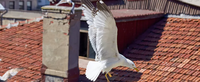 Residential Chimney Animal Removal Solution in Seminole, FL
