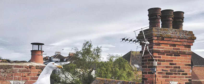Chimney Cleaning And Restoration in Seminole, Florida